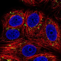 Invitrogen SLC35E1 Polyclonal Antibody 100 &mu;L; Unconjugated:Antibodies,