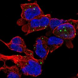 Invitrogen ZC3H10 Polyclonal Antibody 100 &mu;L; Unconjugated:Antibodies,