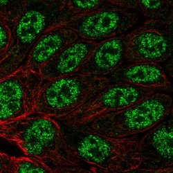 Invitrogen MYH14 Polyclonal Antibody 100 &mu;L; Unconjugated:Antibodies,