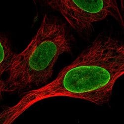 Invitrogen CLK1 Polyclonal Antibody 100 &mu;L; Unconjugated:Antibodies,