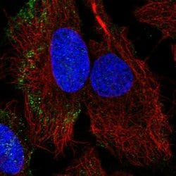 Invitrogen PARVB Polyclonal Antibody 100 &mu;L; Unconjugated:Antibodies,