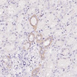 Invitrogen XDH Polyclonal Antibody 100 &mu;L; Unconjugated:Antibodies,