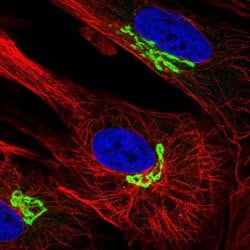 Invitrogen ARL1 Polyclonal Antibody 100 &mu;L; Unconjugated:Antibodies,
