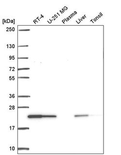 Invitrogen ARL1 Polyclonal Antibody 100 &mu;L; Unconjugated:Antibodies,