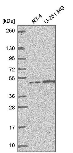 Invitrogen MSH5 Polyclonal Antibody 100 &mu;L; Unconjugated:Antibodies,