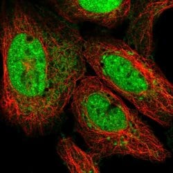 Invitrogen ATP5S Polyclonal Antibody 100 &mu;L; Unconjugated:Antibodies,