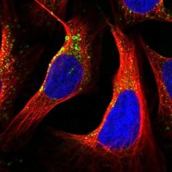 Invitrogen TMEM256 Polyclonal Antibody 100 &mu;L; Unconjugated:Antibodies,
