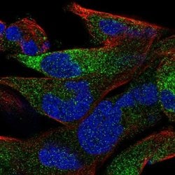 Invitrogen OLFML2B Polyclonal Antibody 100 &mu;L; Unconjugated:Antibodies,