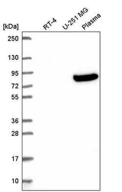 Invitrogen OLFML2B Polyclonal Antibody 100 &mu;L; Unconjugated:Antibodies,