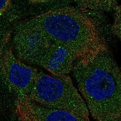 Invitrogen PITPNM1 Polyclonal Antibody 100 &mu;L; Unconjugated:Antibodies,