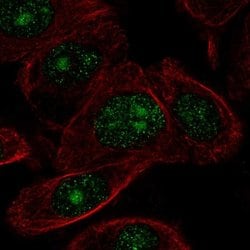 Invitrogen ZNF692 Polyclonal Antibody 100 &mu;L; Unconjugated:Antibodies,