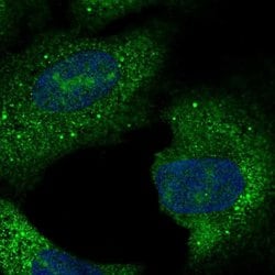Invitrogen C15orf61 Polyclonal Antibody 100 &mu;L; Unconjugated:Antibodies,