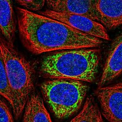 Invitrogen IDH3A Polyclonal Antibody 100 &mu;L; Unconjugated:Antibodies,