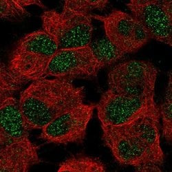 Invitrogen Lass6 Polyclonal Antibody 100 &mu;L; Unconjugated:Antibodies,