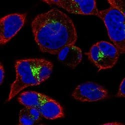 Invitrogen GGA2 Polyclonal Antibody 100 &mu;L; Unconjugated:Antibodies,