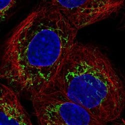 Invitrogen SLC25A24 Polyclonal Antibody 100 &mu;L; Unconjugated:Antibodies,