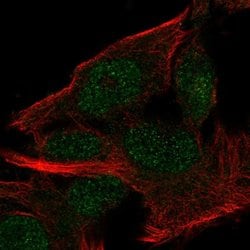 Invitrogen FAM63B Polyclonal Antibody 100 &mu;L; Unconjugated:Antibodies,