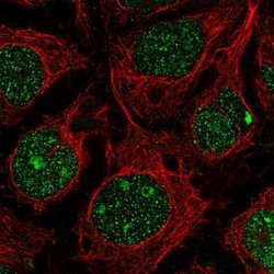 Invitrogen C13orf15 Polyclonal Antibody 100 &mu;L; Unconjugated:Antibodies,