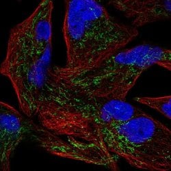 Invitrogen GLRX5 Polyclonal Antibody 100 &mu;L; Unconjugated:Antibodies,