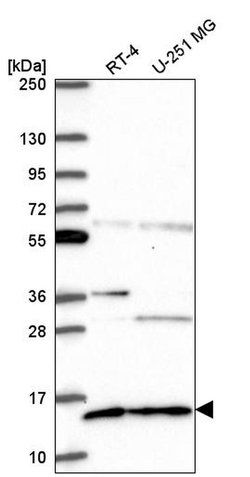 Invitrogen GLRX5 Polyclonal Antibody 100 &mu;L; Unconjugated:Antibodies,