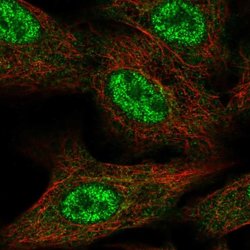Invitrogen FAM96A Polyclonal Antibody 100 &mu;L; Unconjugated:Antibodies,