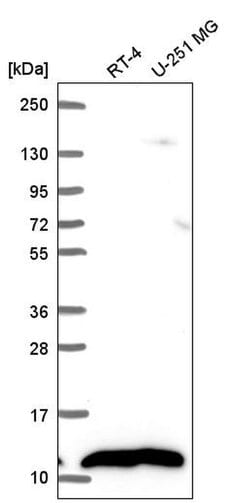 Invitrogen NDUFB1 Polyclonal Antibody 100 &mu;L; Unconjugated:Antibodies,