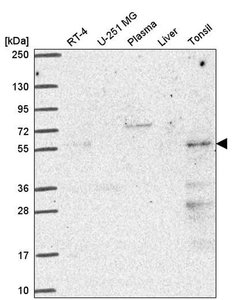 Invitrogen PUS3 Polyclonal Antibody 100 &mu;L; Unconjugated:Antibodies,