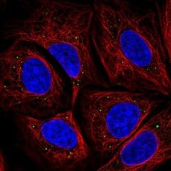 Invitrogen HTRA3 Polyclonal Antibody 100 &mu;L; Unconjugated:Antibodies,