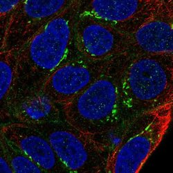 Invitrogen ARL15 Polyclonal Antibody 100 &mu;L; Unconjugated:Antibodies,