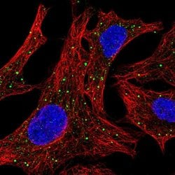 Invitrogen Arylsulfatase D Polyclonal Antibody 100 &mu;L; Unconjugated:Antibodies,