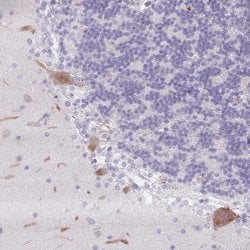 Invitrogen DCD Polyclonal Antibody 100 &mu;L; Unconjugated:Antibodies,