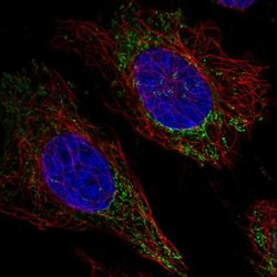 Invitrogen FAM160A2 Polyclonal Antibody 100 &mu;L; Unconjugated:Antibodies,