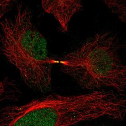 Invitrogen FAM50B Polyclonal Antibody 100 &mu;L; Unconjugated:Antibodies,
