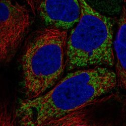 Invitrogen HKDC1 Polyclonal Antibody 100 &mu;L; Unconjugated:Antibodies,