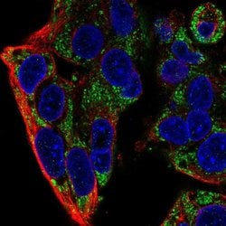 Invitrogen FXYD2 Polyclonal Antibody 100 &mu;L; Unconjugated:Antibodies,