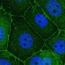 Invitrogen SCRIB Polyclonal Antibody 100 &mu;L; Unconjugated:Antibodies,
