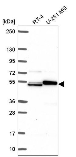 Invitrogen SH2D3A Polyclonal Antibody 100 &mu;L; Unconjugated:Antibodies,
