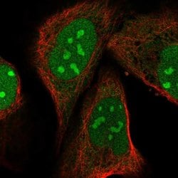 Invitrogen PIN4 Polyclonal Antibody 100 &mu;L; Unconjugated:Antibodies,
