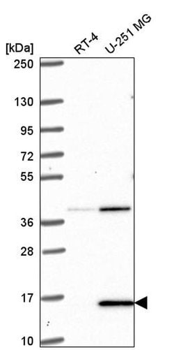Invitrogen PIN4 Polyclonal Antibody 100 &mu;L; Unconjugated:Antibodies,