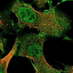 Invitrogen IFFO2 Polyclonal Antibody 100 &mu;L; Unconjugated:Antibodies,