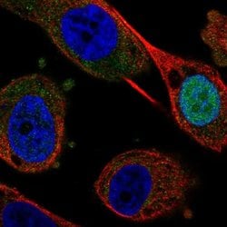 Invitrogen FEZF1 Polyclonal Antibody 100 &mu;L; Unconjugated:Antibodies,