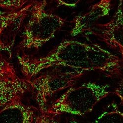 Invitrogen FAM83F Polyclonal Antibody 100 &mu;L; Unconjugated:Antibodies,