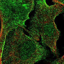 Invitrogen C20orf3 Polyclonal Antibody 100 &mu;L; Unconjugated:Antibodies,