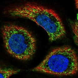 Invitrogen SLC44A1 Polyclonal Antibody 100 &mu;L; Unconjugated:Antibodies,