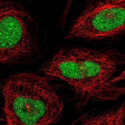 Invitrogen CXorf56 Polyclonal Antibody 100 &mu;L; Unconjugated:Antibodies,