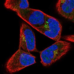 Invitrogen JAKMIP2 Polyclonal Antibody 100 &mu;L; Unconjugated:Antibodies,