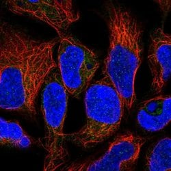 Invitrogen RNF5 Polyclonal Antibody 100 &mu;L; Unconjugated:Antibodies,