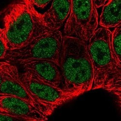 Invitrogen KLF3 Polyclonal Antibody 100 &mu;L; Unconjugated:Antibodies,