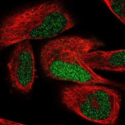 Invitrogen TCEAL7 Polyclonal Antibody 100 &mu;L; Unconjugated:Antibodies,