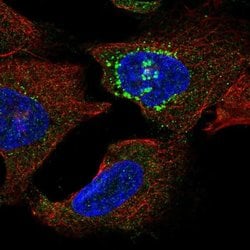Invitrogen SLC16A13 Polyclonal Antibody 100 &mu;L; Unconjugated:Antibodies,